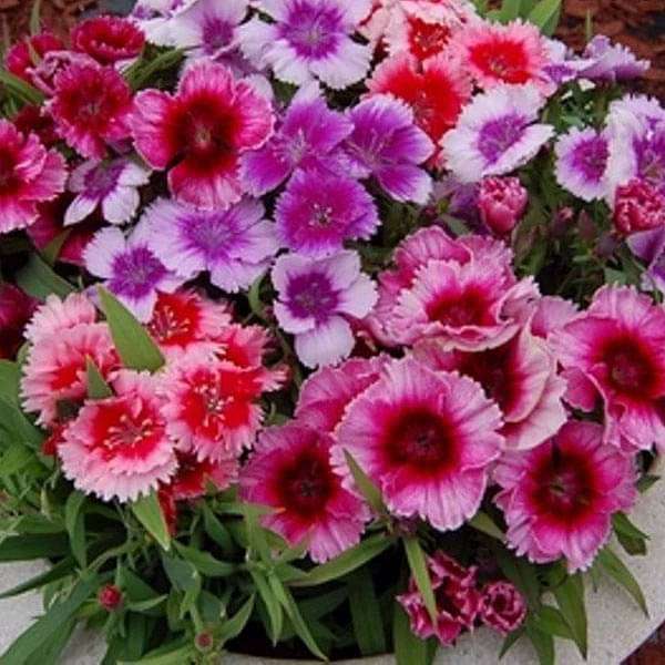 Dianthus Baby Doll Mixed Color Flower Seeds